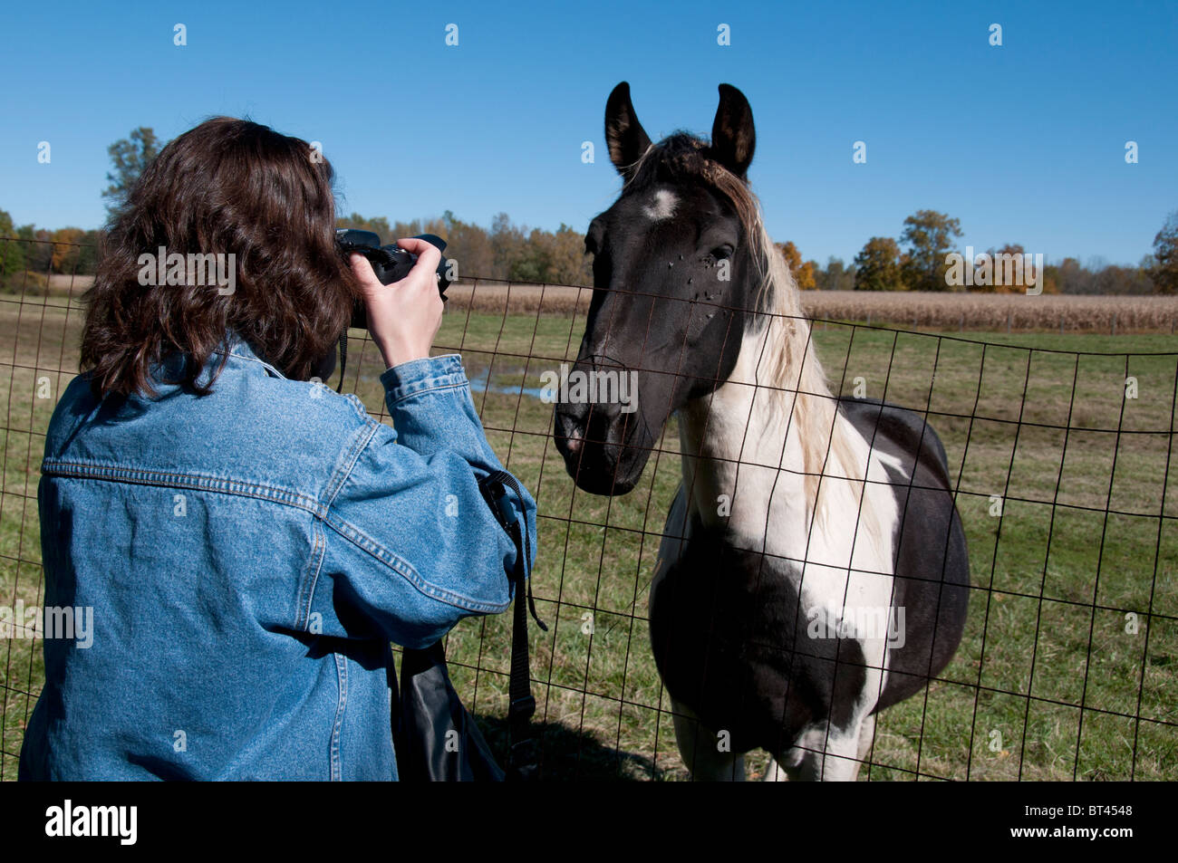 Cavallo che posano per una foto. Foto Stock