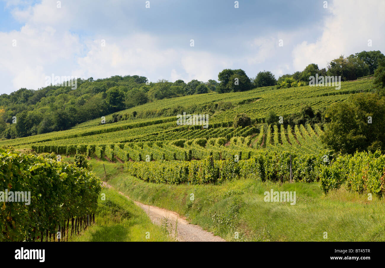 Vigneti che crescono in un vigneto in Alsace Francia, Europa Foto Stock