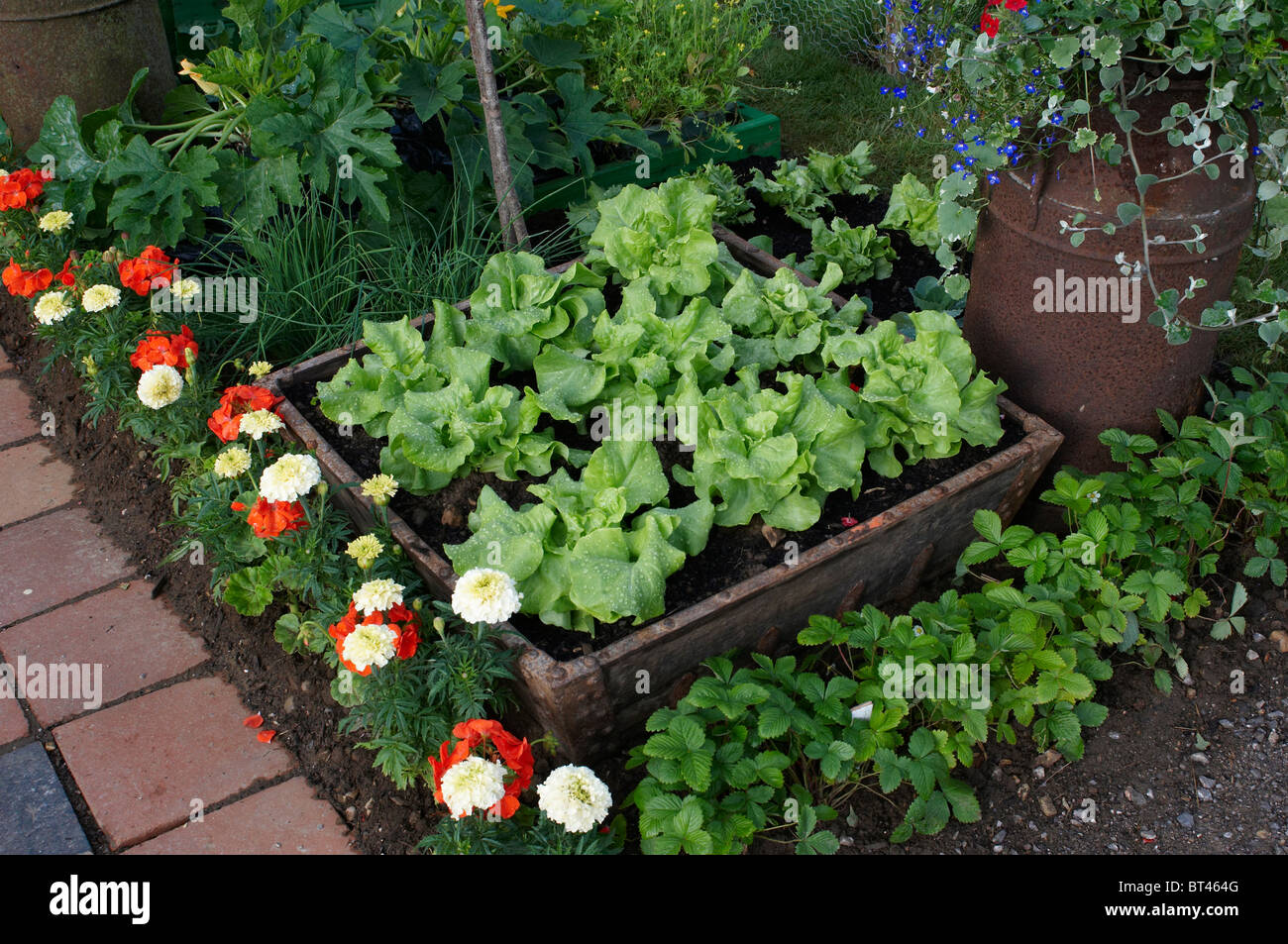 Una vista in dettaglio di un giardino commestibile con verdure e fiori Foto Stock