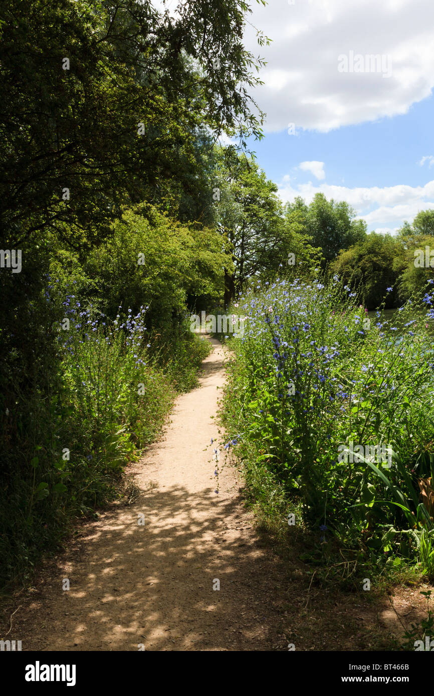Il Thames Path a Fiddler's Island nella periferia di Oxford, con fiori selvatici e pezzata Luce, Oxfordshire, Regno Unito Foto Stock