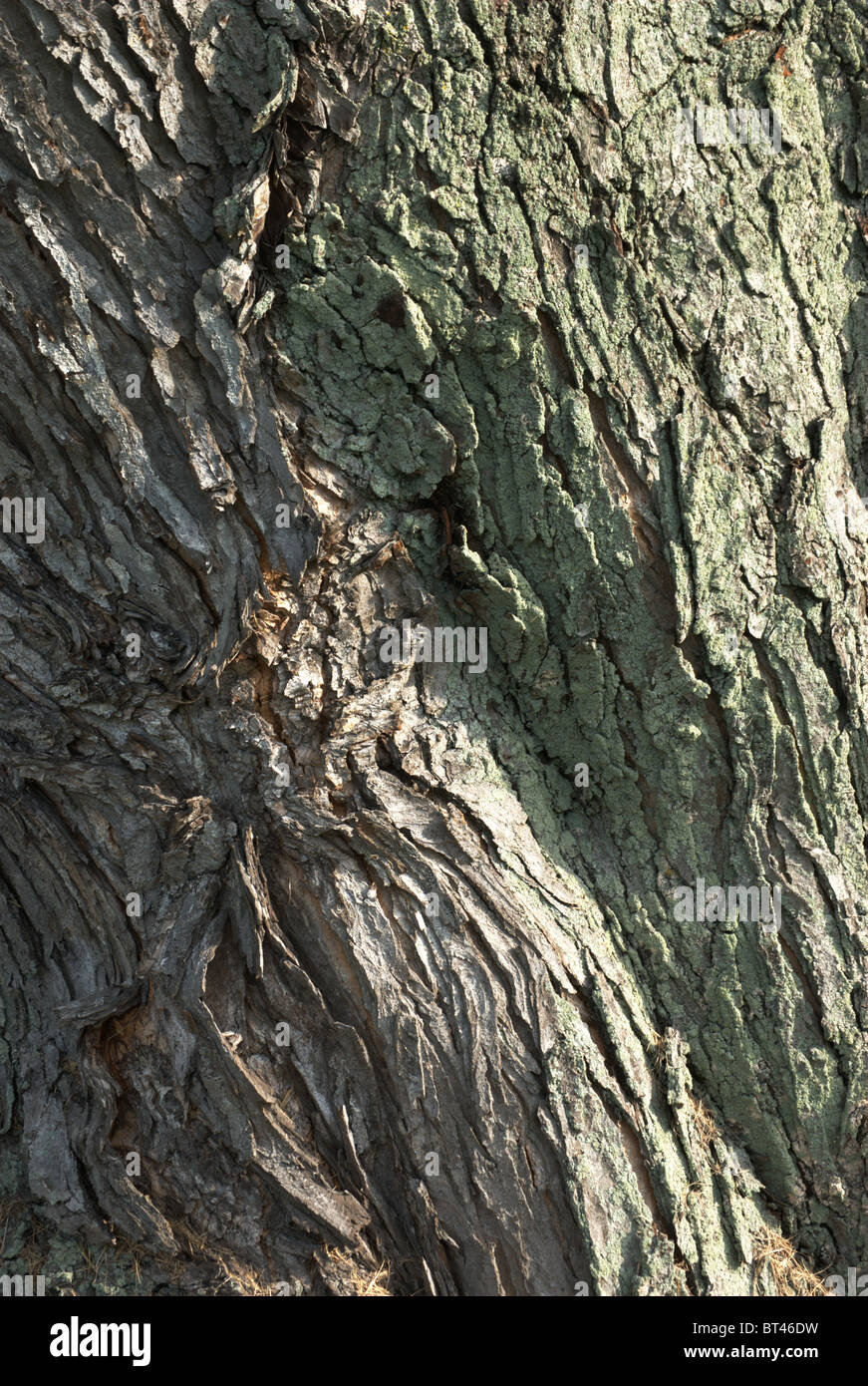 Soft maple tronchi di alberi Foto Stock