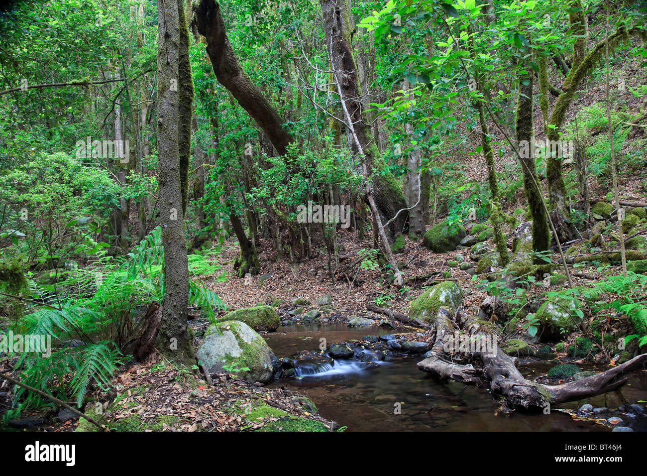 Isole Canarie La Gomera, Parco Nazionale di Garajonay (Sito UNESCO), El Cedro, alloro pre-foresta glaciale Foto Stock