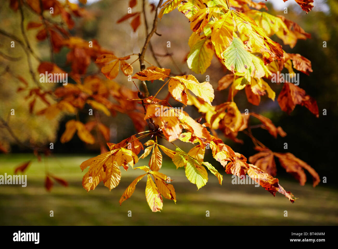 Chiudere fino a castagno fogliame colorato di giallo arancione durante la caduta nel parco di un castello, Baviera, Germania Foto Stock