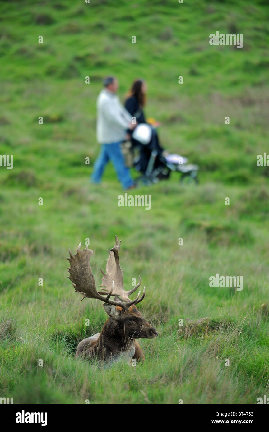 La gente a piedi passato daini cervi a Petworth Park West Sussex sulla soleggiata giornata autunnale REGNO UNITO Foto Stock