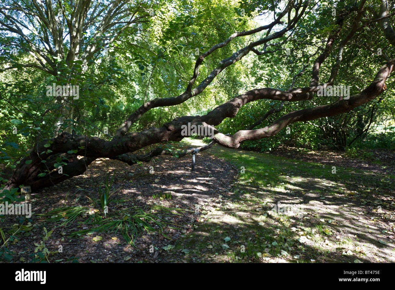 Un vecchio albero di Giuda in autunno, REGNO UNITO Foto Stock