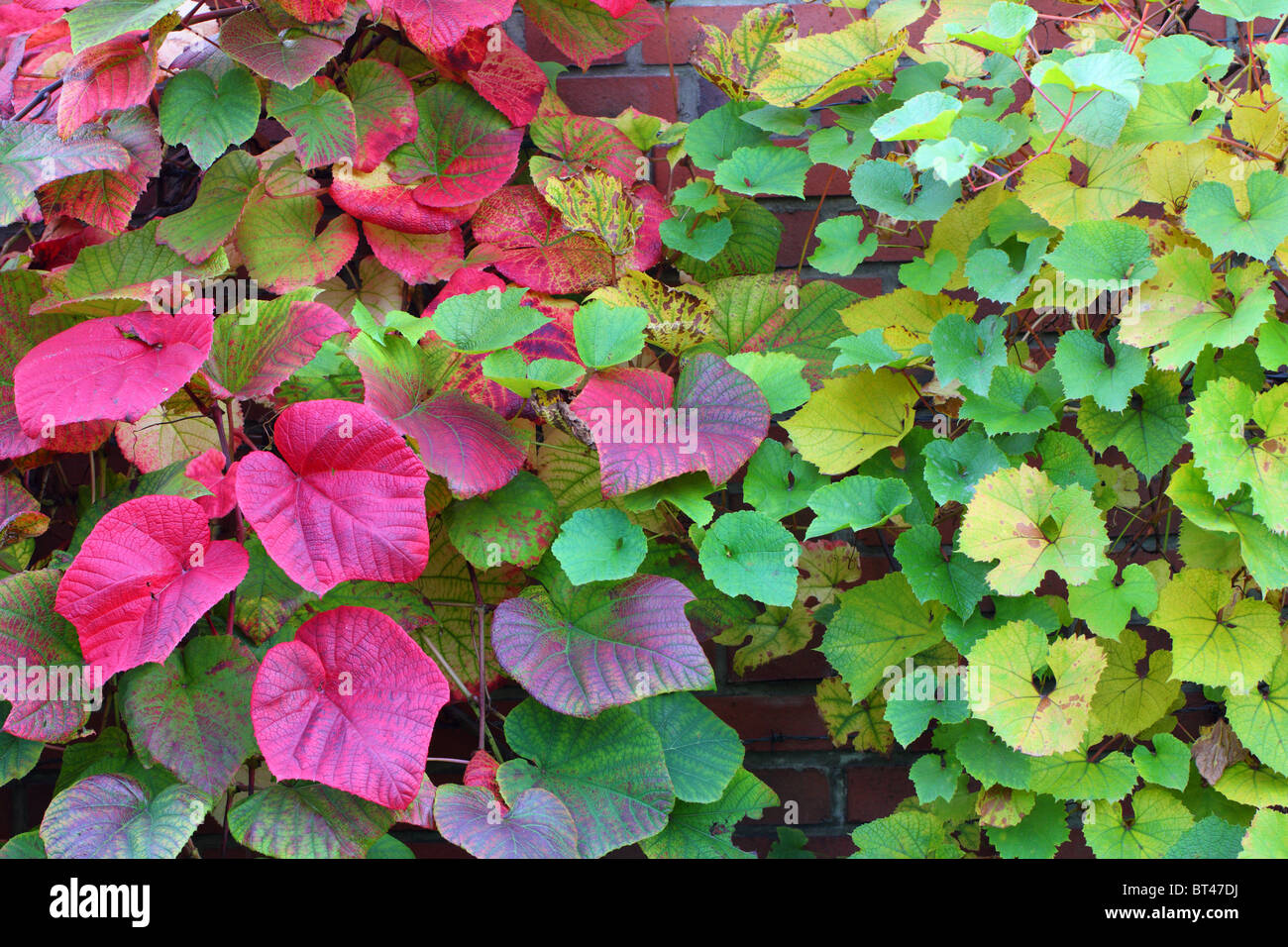 Crimson vite gloria Gloryvine multicolor le foglie in autunno Vitis coignetiae Foto Stock