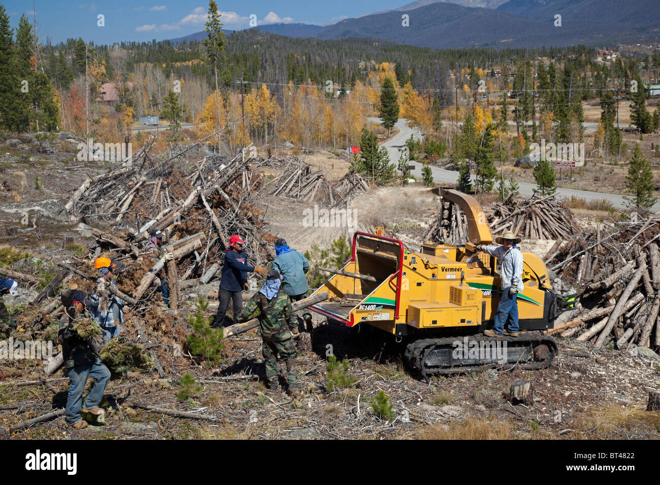 Alberi di pino abbattuto dopo che essi sono stati uccisi in Mountain Pine Beetle Foto Stock