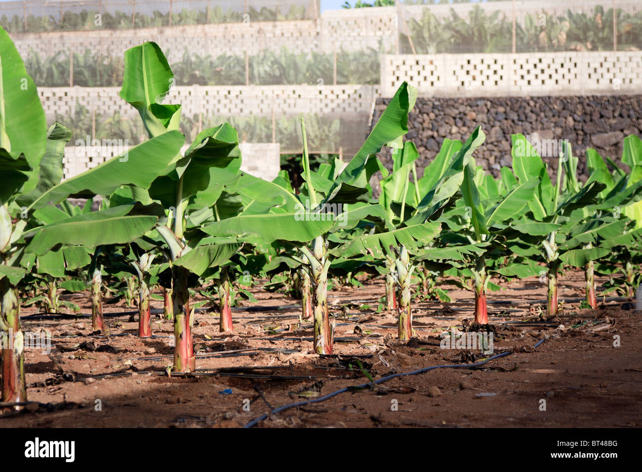 Giovani alberi di banane in una piantagione su Tenerife Foto Stock