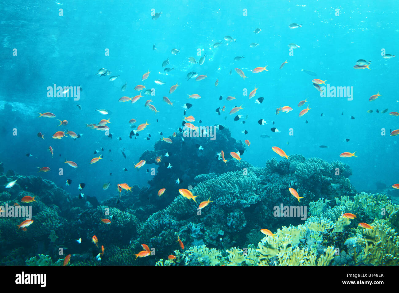 Tipico Coral Reef nel Mar Rosso. Pesci Rossi anthias squamipinnis, coralli, acqua blu Foto Stock