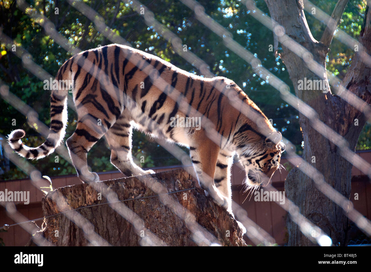 In cattività o di Amur tigre siberiana dietro il recinto. Foto Stock