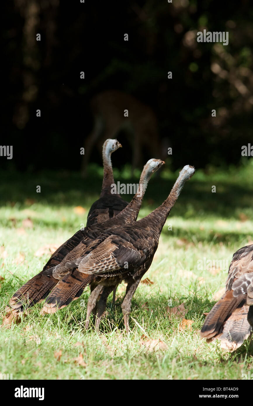 Galline di tacchino selvatiche che si nutrono insieme 'Melagris galopavo' Foto Stock