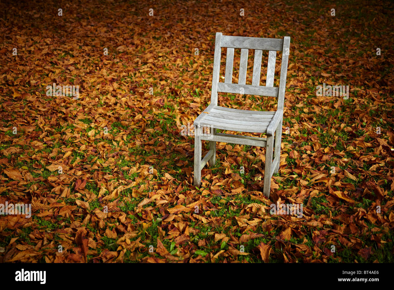 Giardino autunnale paesaggi durante con una sola sedia in teak abbandonato su foglie di castagno. Foto Stock