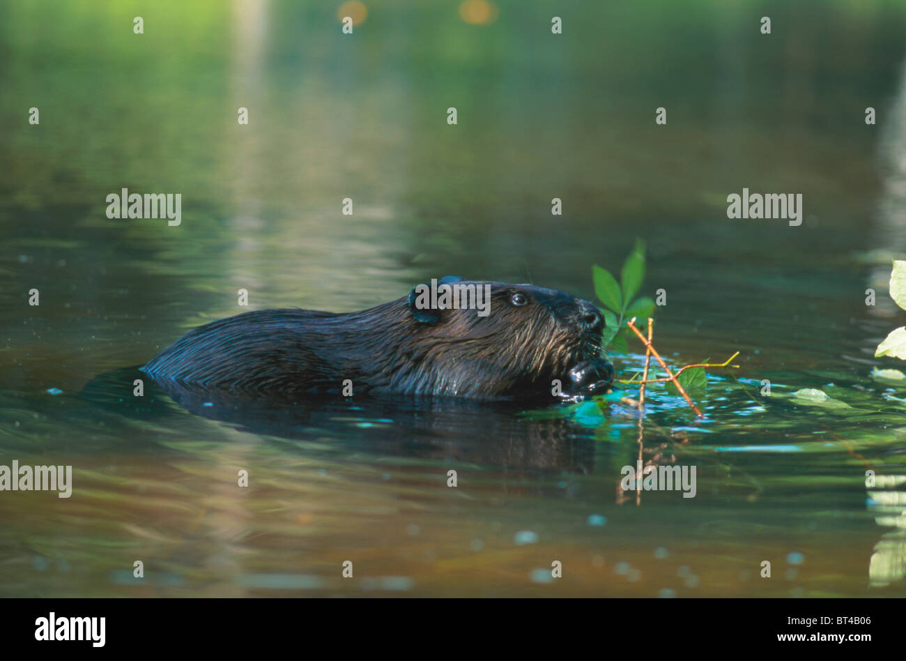 American beaver Castor canadensis mangiare ramoscelli nel laghetto. Quebec. Canada Foto Stock