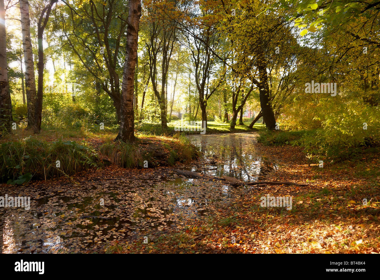 Il fiume nel parco in autunno Foto Stock