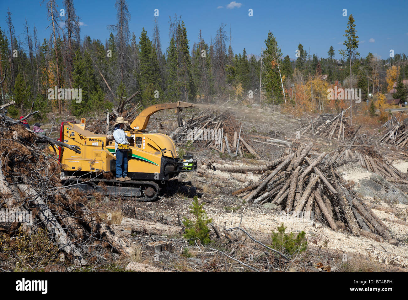 Alberi di pino abbattuto dopo che essi sono stati uccisi in Mountain Pine Beetle Foto Stock