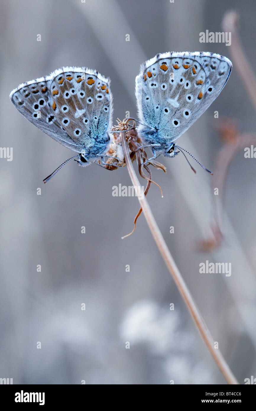 Coppia di farfalle immagini e fotografie stock ad alta risoluzione - Alamy