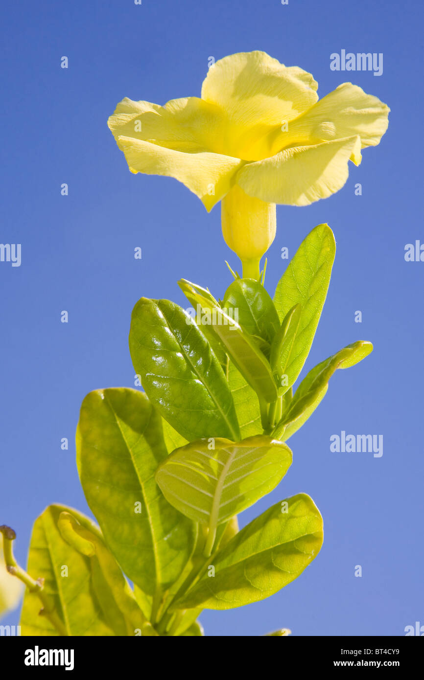 L'Allamanda cathartica (Golden tromba) in fiore con un cielo blu Foto Stock