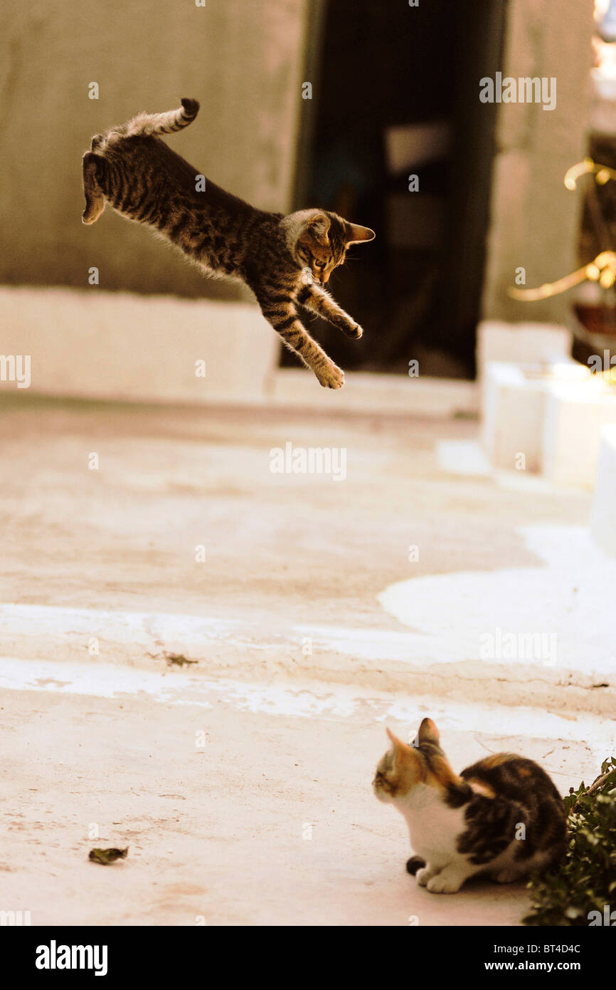 Un gatto volante Foto Stock