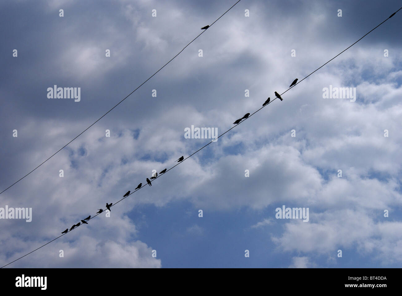 Uccelli su collegare Foto Stock