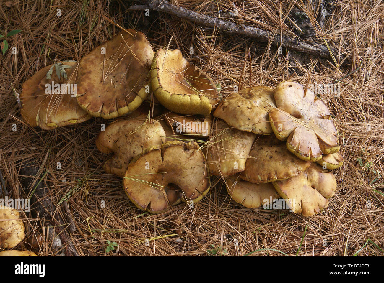 Cluster di funghi sotto il pino Foto Stock