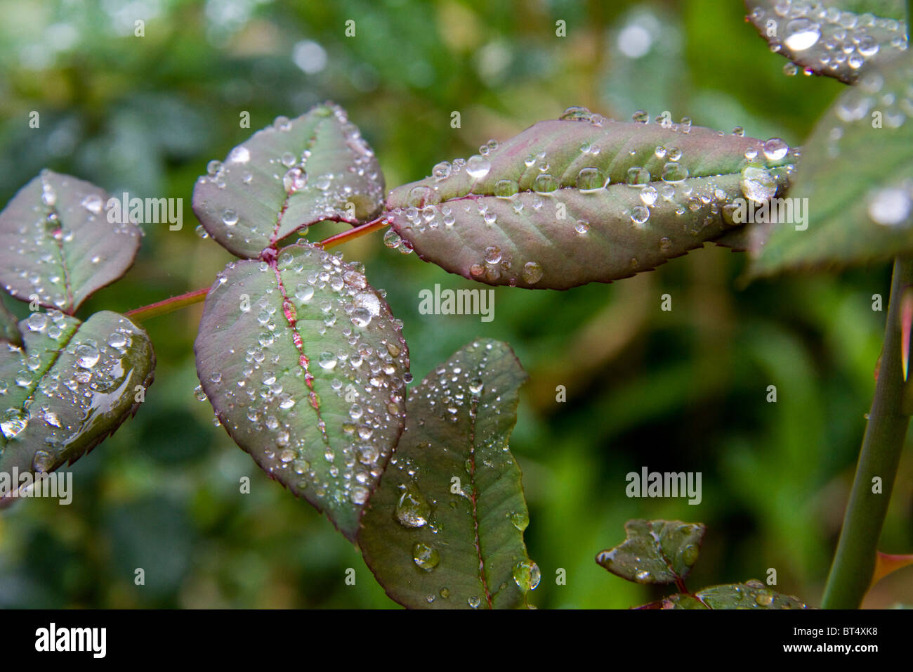 Raindrop pioggia di goccioline di acqua natura glisten raffreddare la molla a foglia naturale foglie umidità umidità mist pioggerellina pianta del tallone Foto Stock