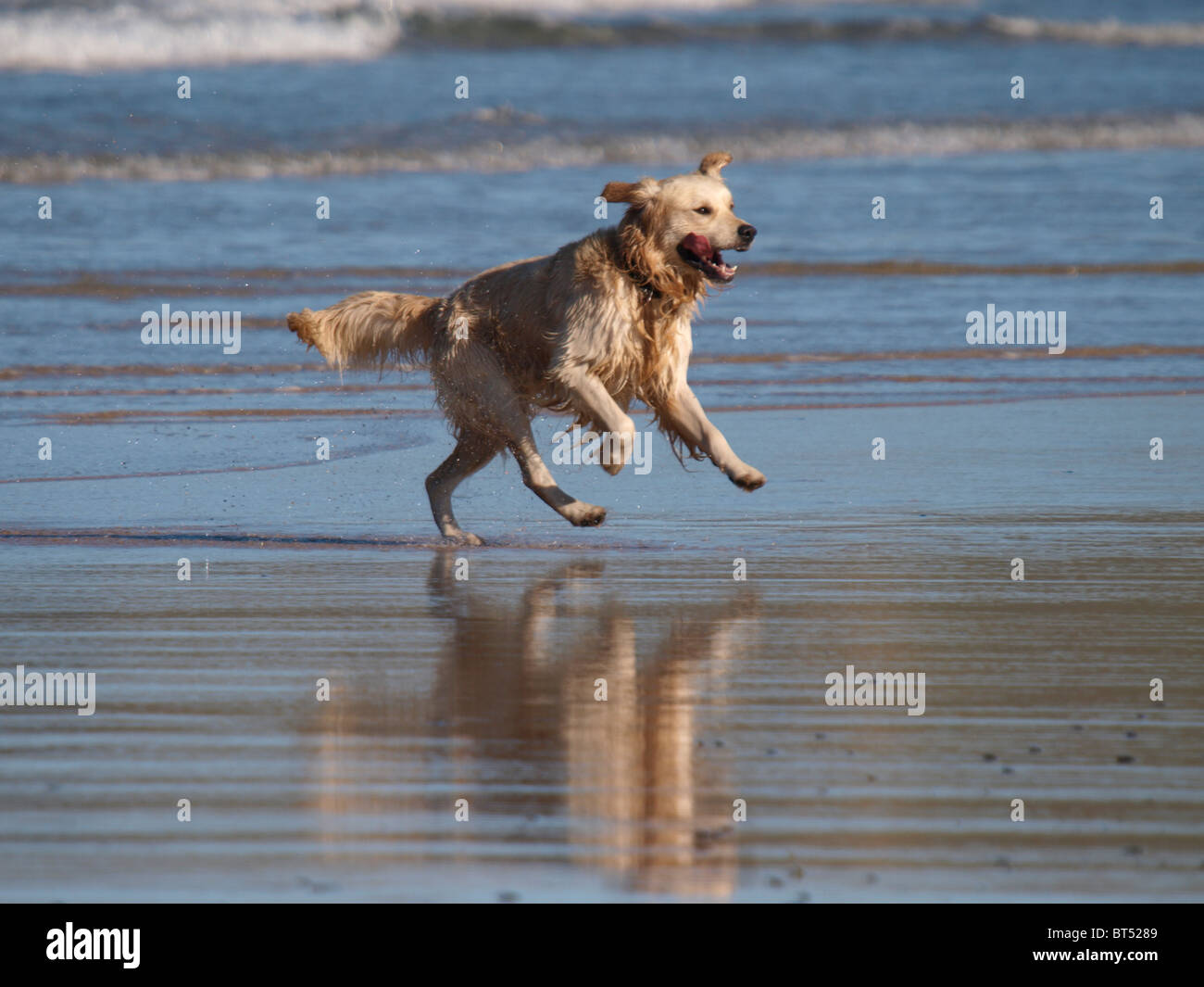 Wild cercando cane, corsa sulla spiaggia, REGNO UNITO Foto Stock