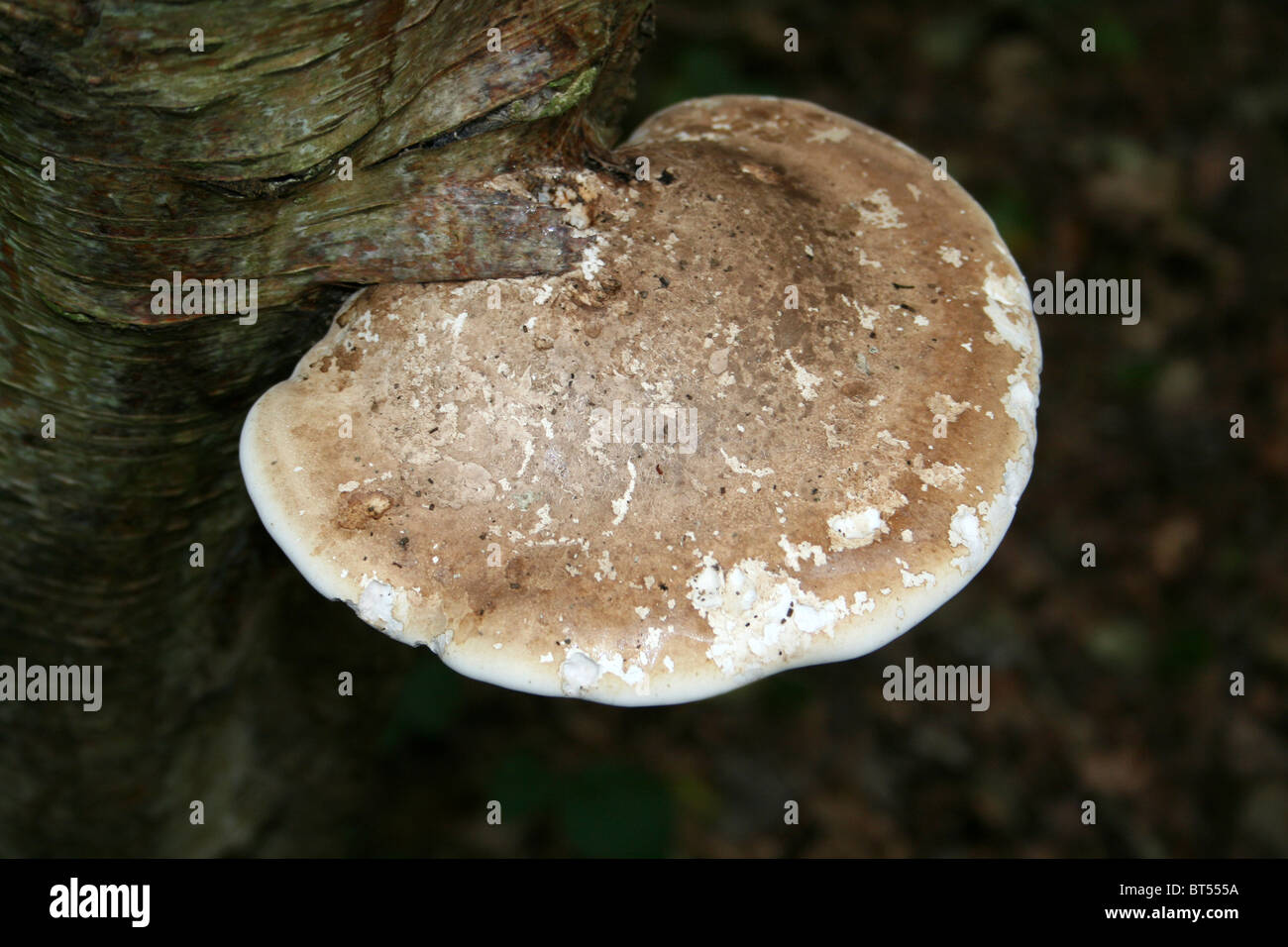 Birch Polypore funghi Piptoporus betulinus prese a camere agriturismo legno, Lincolnshire, Regno Unito Foto Stock