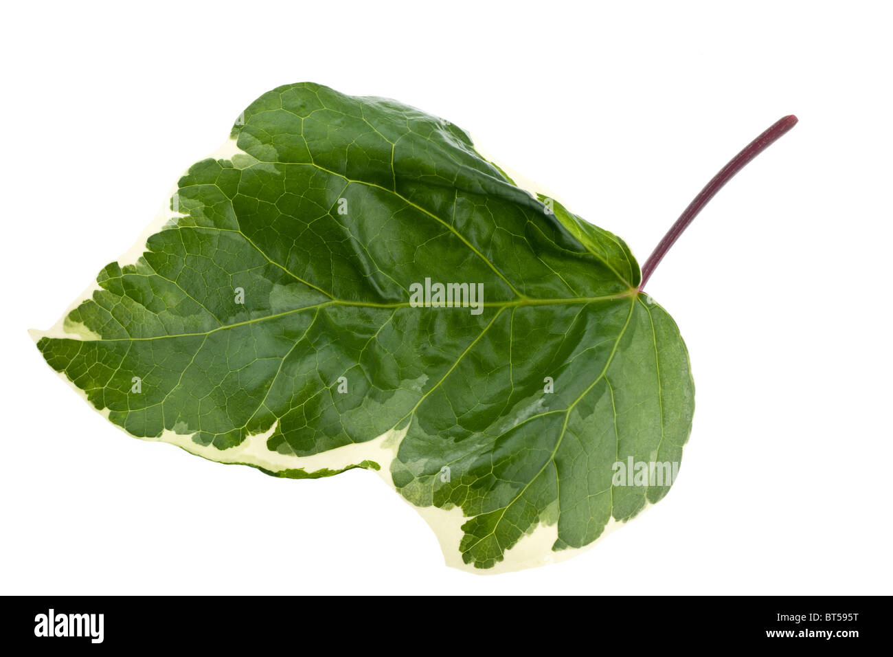 Unico verde e crema refilato ivy foglie con stelo Foto Stock