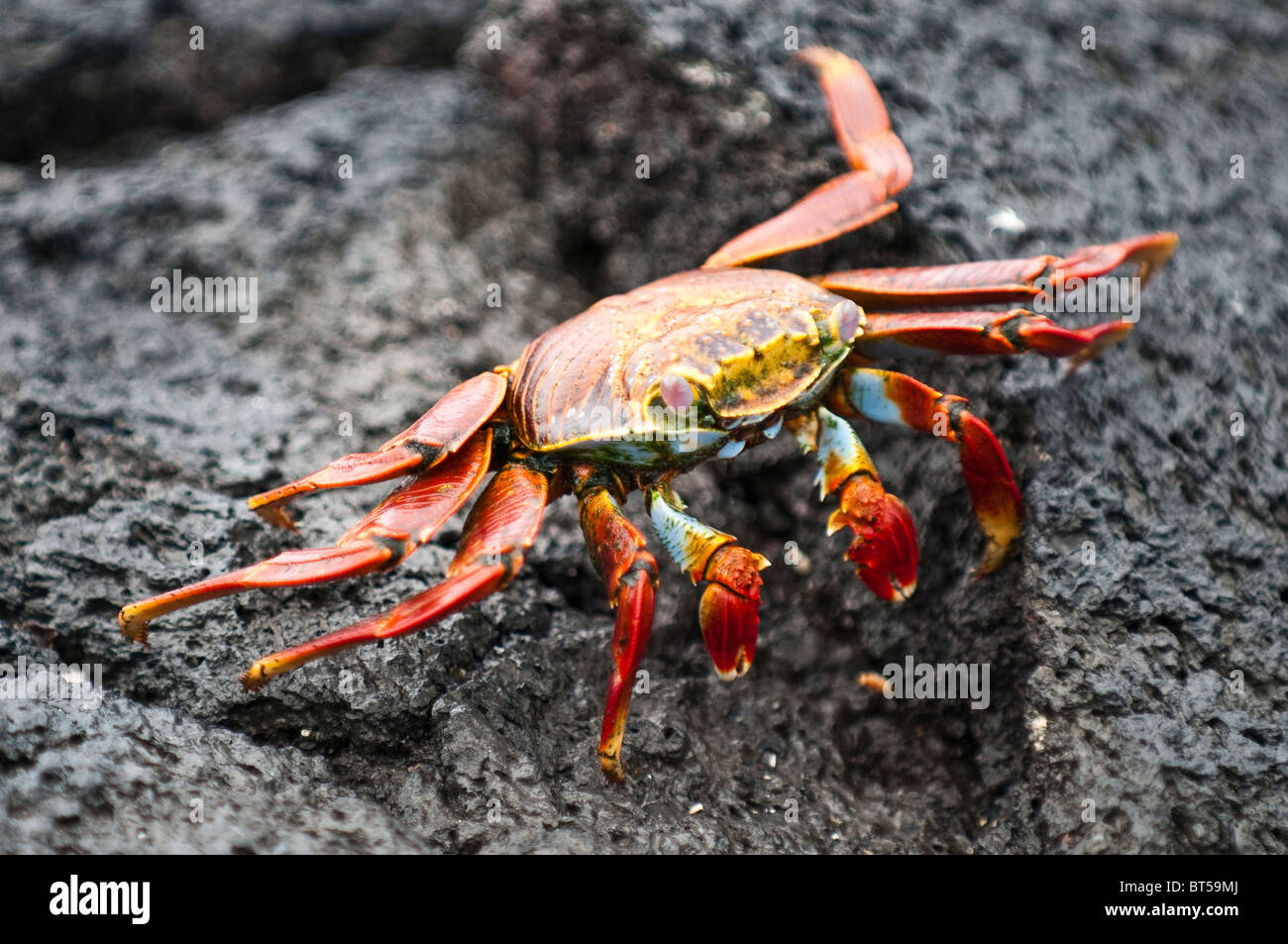 Isole Galapagos, Ecuador. Sally lightfoot crab (Grapsus grapsus), Espinosa Point, Isla Fernandina (Fernandina Island). Foto Stock