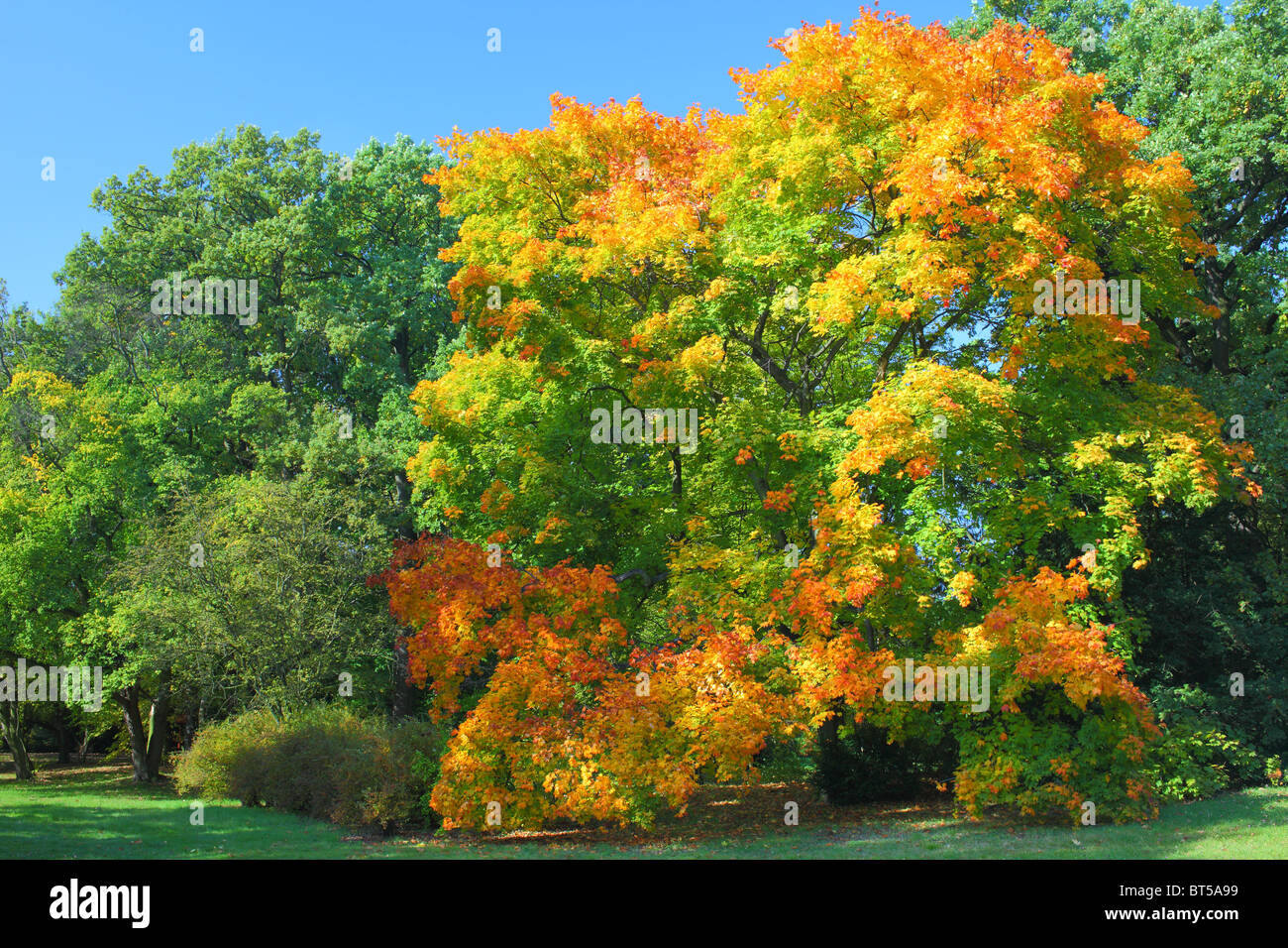 Albero di Acero diventa rosso in autunno Acer platanoides Foto Stock