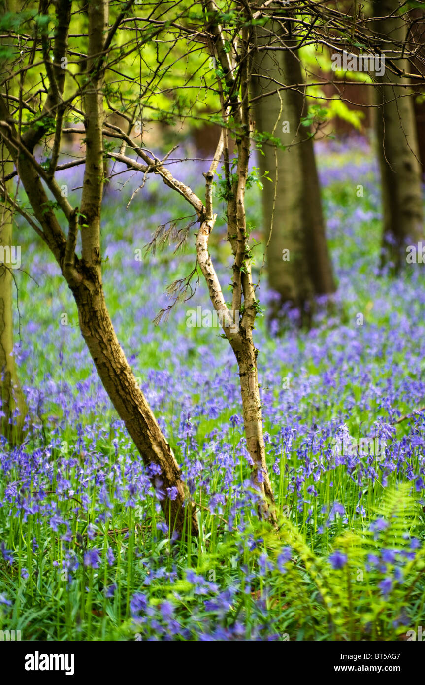 Bluebells nel bosco;Bluebells Foto Stock