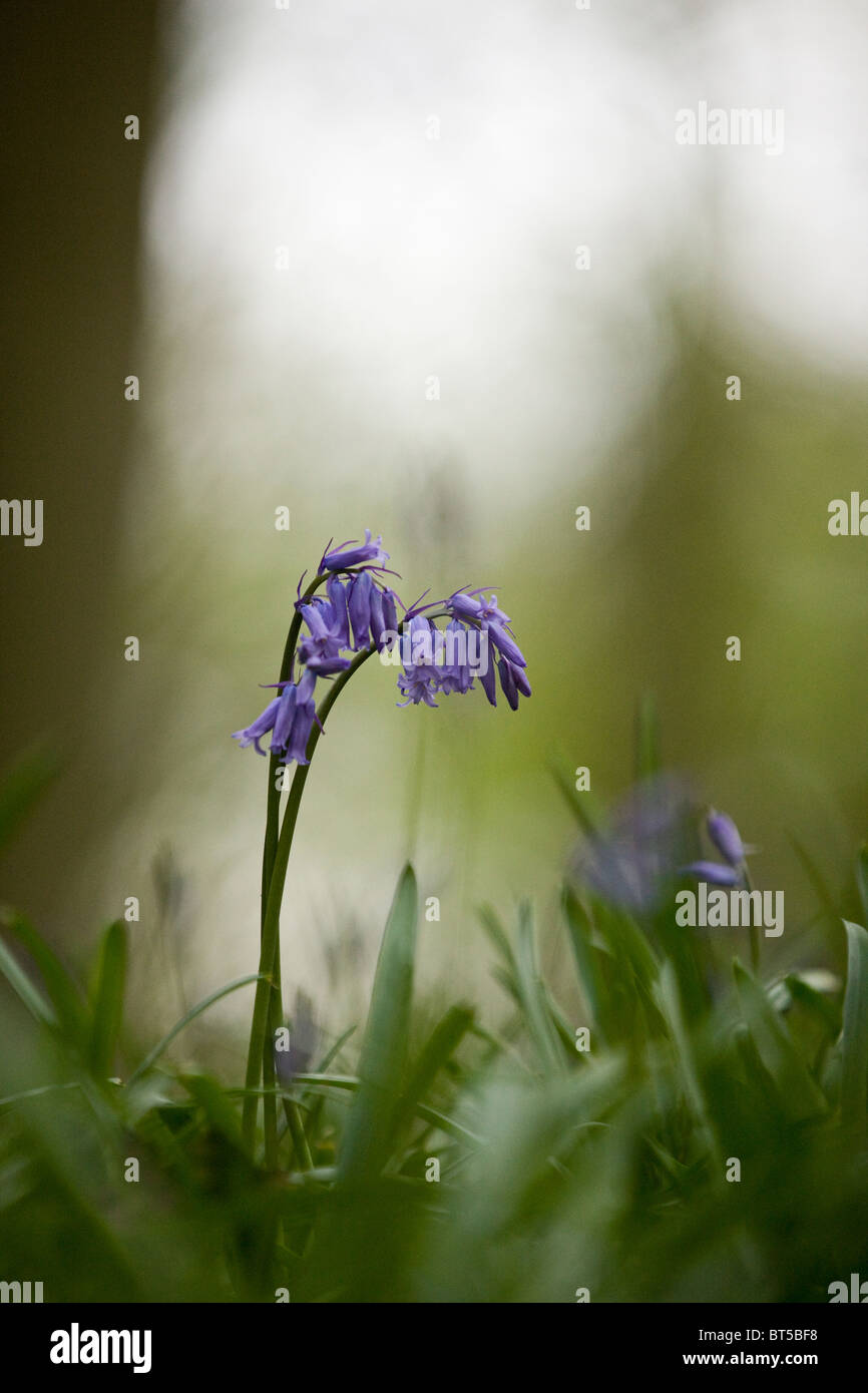 Bluebells in primavera Foto Stock