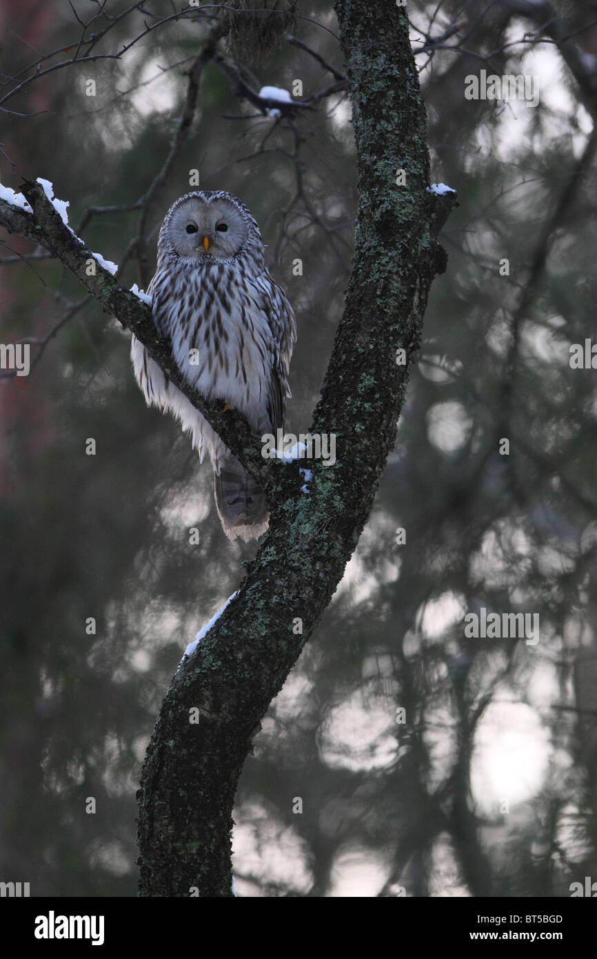 Wild Ural Allocco (Strix uralensis) arroccato su albero. Europa Foto Stock