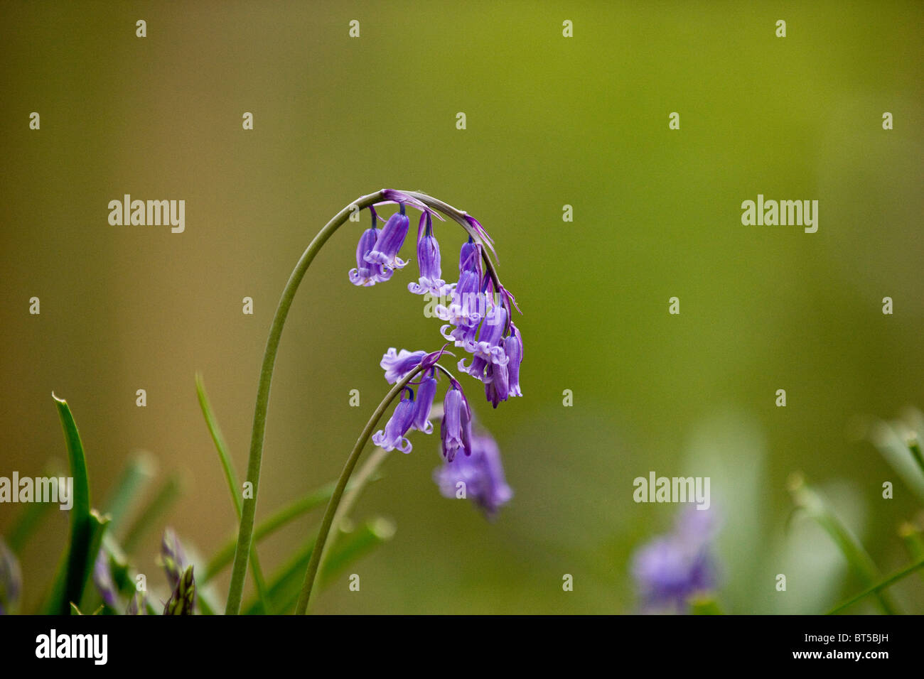 Bluebells in primavera, close up Foto Stock