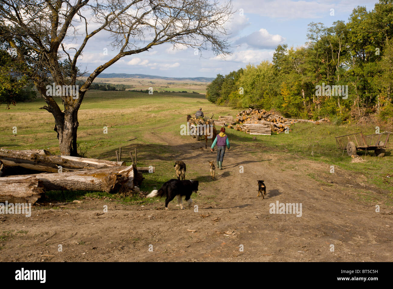 Registrazione dei boschi di faggio al di sopra del villaggio di Barcut in Transilvania sassone, Romania Foto Stock