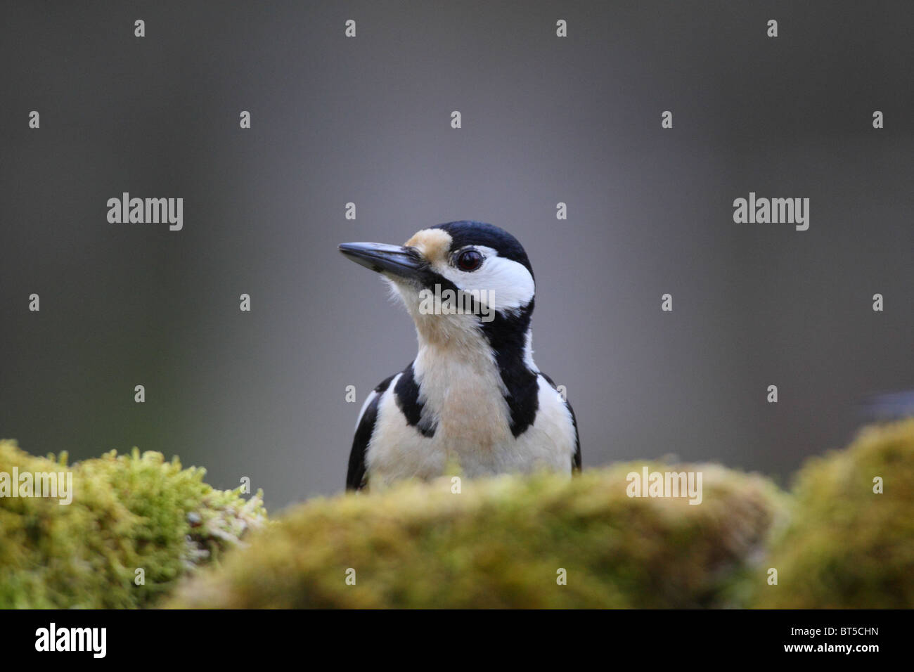 Ritratto di donna Picchio rosso maggiore (Dendrocopos major). Europa Foto Stock