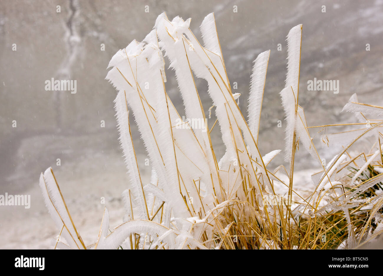 Erbe coperto con nebbia di congelamento, in alta montagna Fagaras, Carpazi Meridionali, Romania Foto Stock