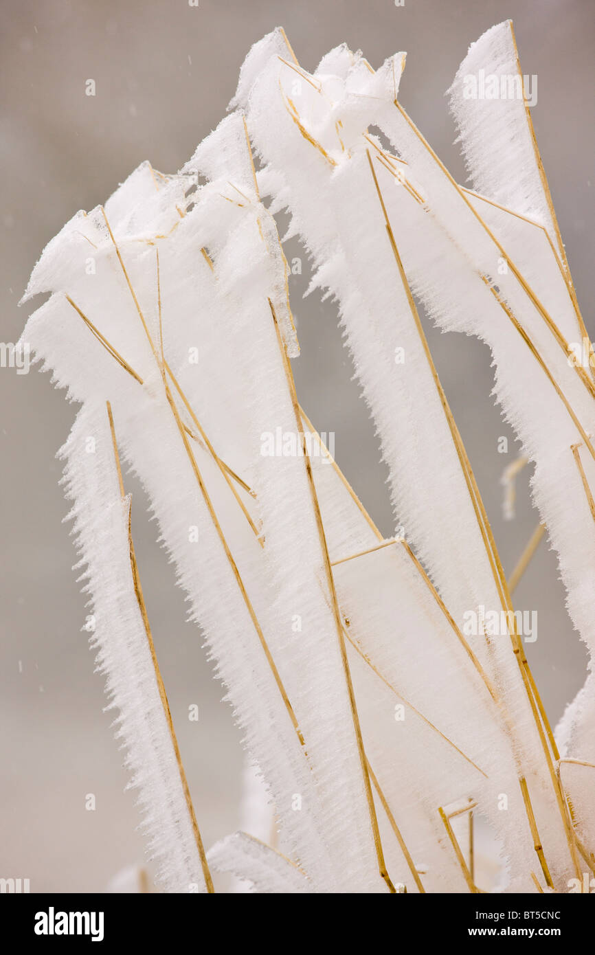 Erbe coperto con nebbia di congelamento, in alta montagna Fagaras, Carpazi Meridionali, Romania Foto Stock