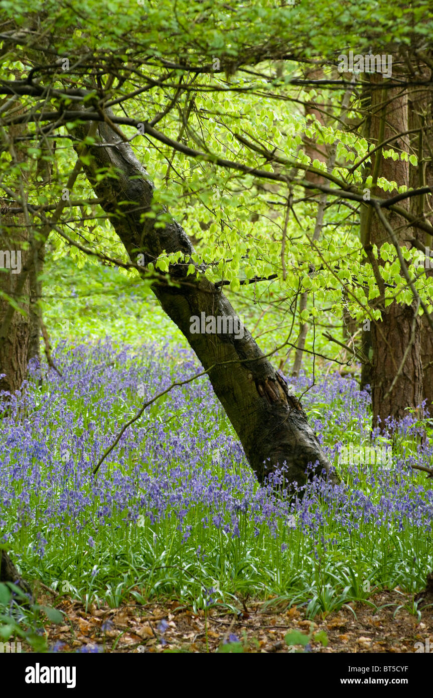 Bluebells nel bosco;Bluebells Foto Stock