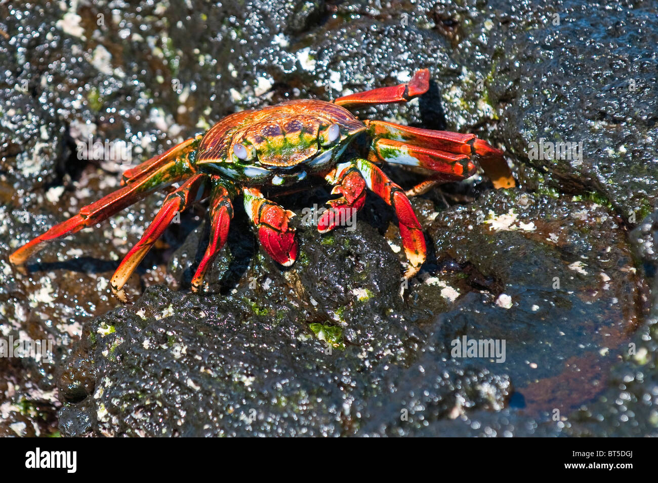 Isole Galapagos, Ecuador. Sally lightfoot crab (Grapsus grapsus), Porto Egas (James Bay) Isla Santiago (isola di Santiago). Foto Stock