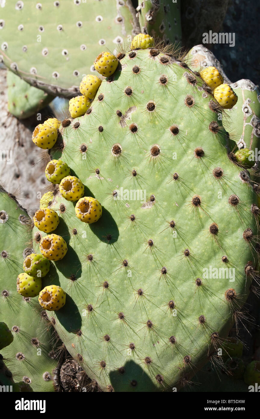 Isole Galapagos, Ecuador. Cactus su Isla Rábida Island (chiamato anche Jervis Island). Foto Stock