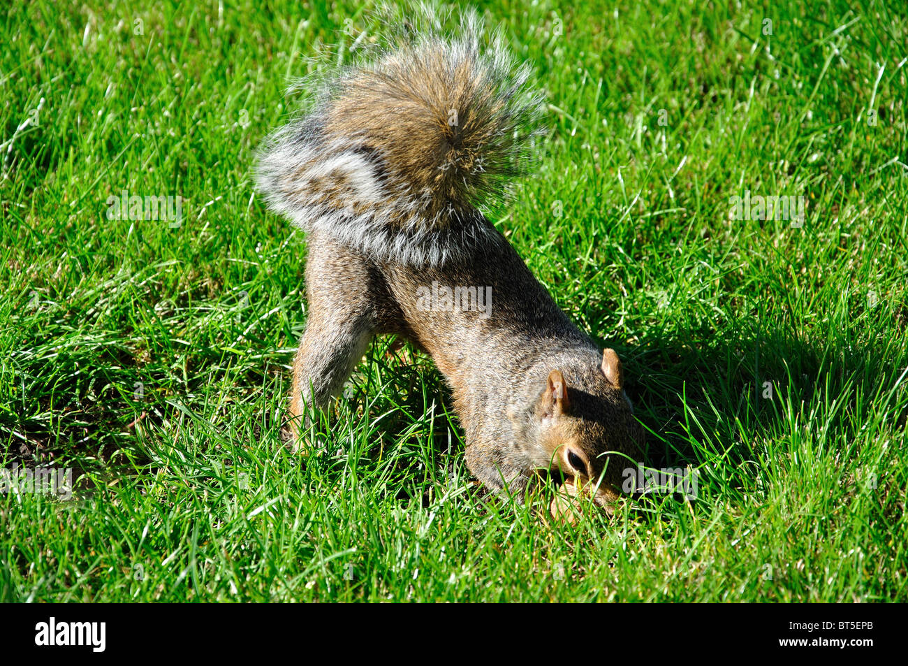 Scoiattolo dado di seppellimento, Windsor Great Park, Windsor, Berkshire, Inghilterra, Regno Unito Foto Stock