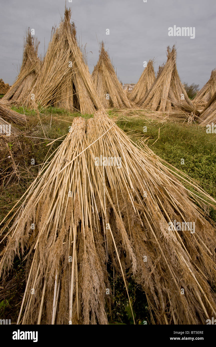 Reed-taglierine cantiere sulla pianura orientale della Ungheria, Hortobagy National Park, Est Ungheria Foto Stock