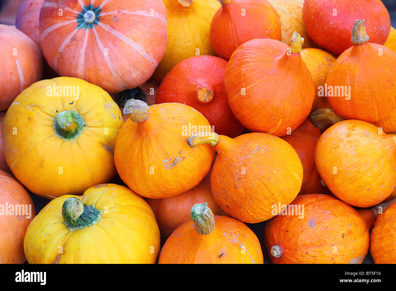 Orange autunno autunno zucche raccolto abbondanza Foto Stock