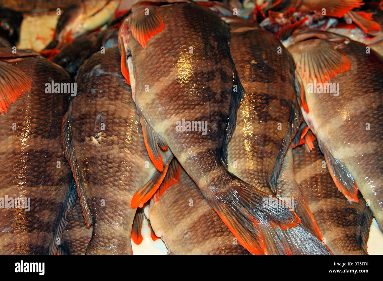 Pesce bilagay (Cheilodactylus variegatus) fresco in vendita in un mercato cileno Foto Stock