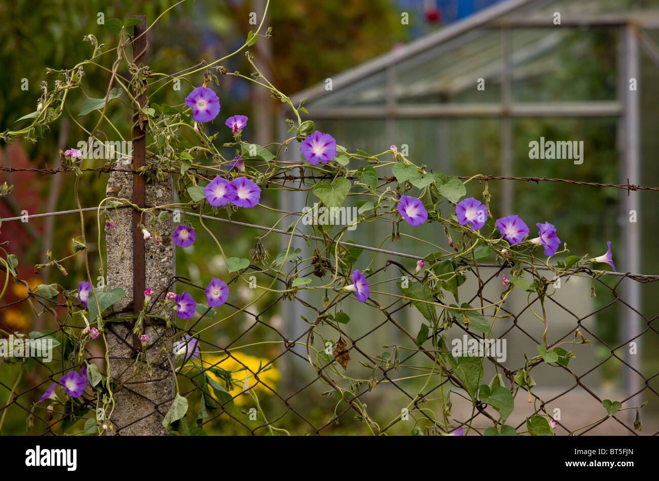 Gloria di mattina Ipomoea purpurea in fiore sulla terra wate, Biertan, Romania Foto Stock