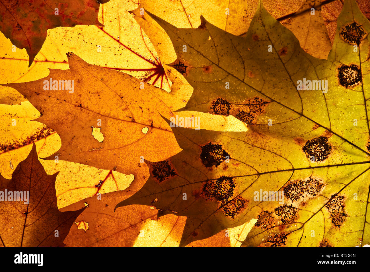 Autunno sfondo dalla caduta delle foglie. Foto Stock