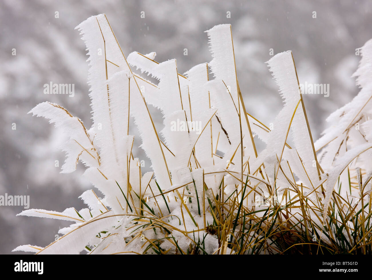 Erbe coperto con nebbia di congelamento, in alta montagna Fagaras, Carpazi Meridionali, Romania Foto Stock