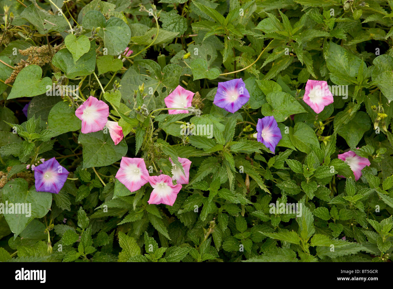 Gloria di mattina Ipomoea purpurea in fiore sulla terra wate, Biertan, Romania Foto Stock