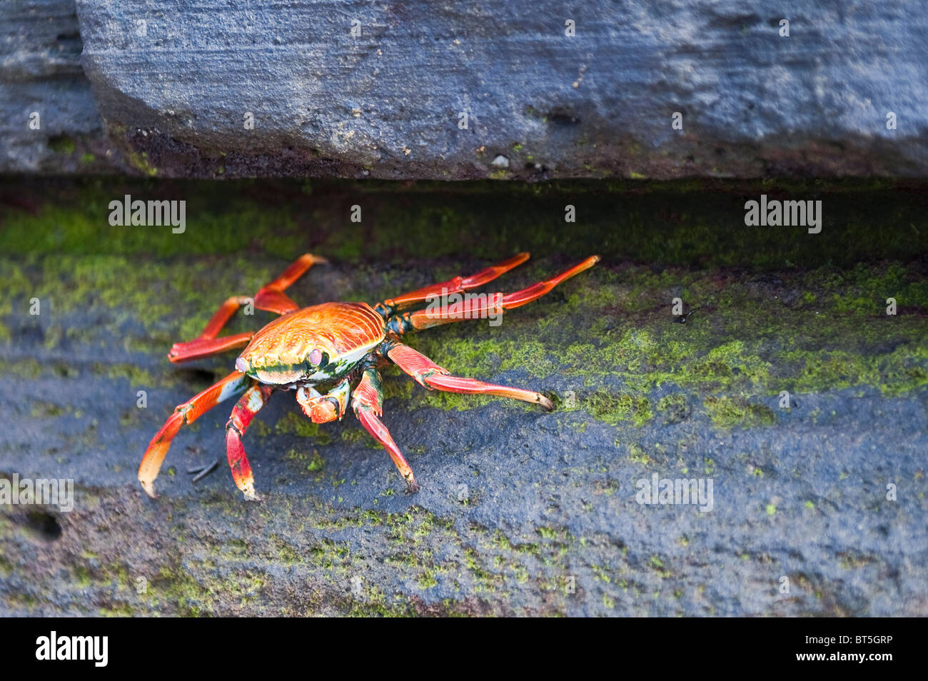 Isole Galapagos, Ecuador. Sally lightfoot crab (Grapsus grapsus), Porto Egas (James Bay) Isla Santiago (isola di Santiago). Foto Stock